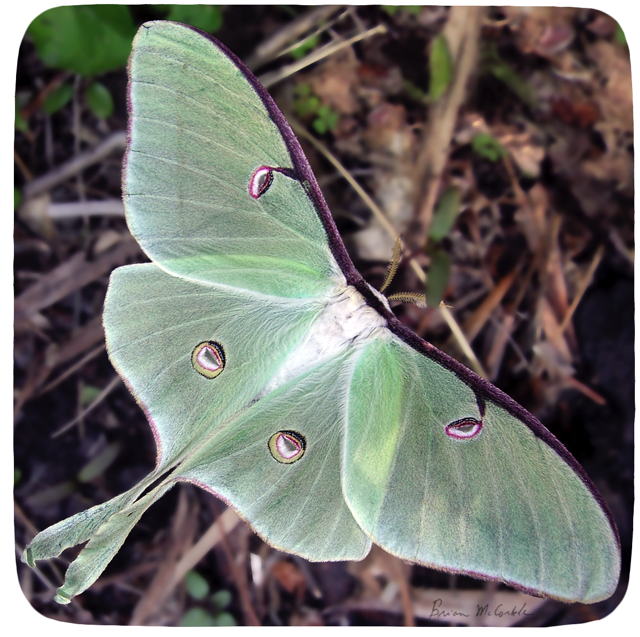 (image for) Luna Natual